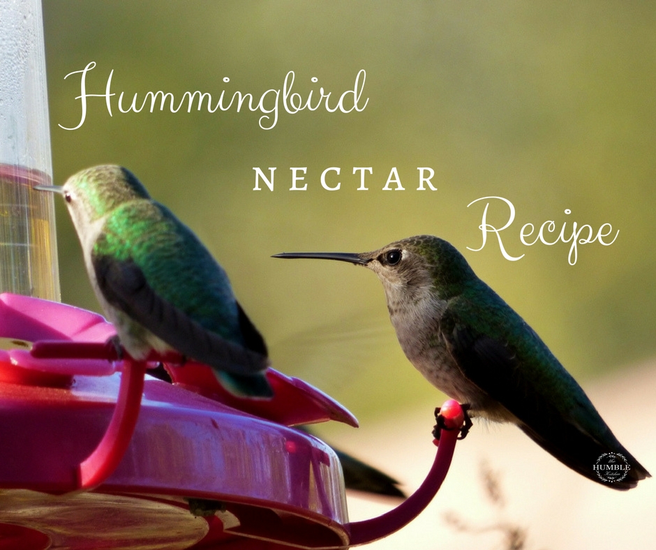 Hummingbird Food Recipe The Humble Kitchen